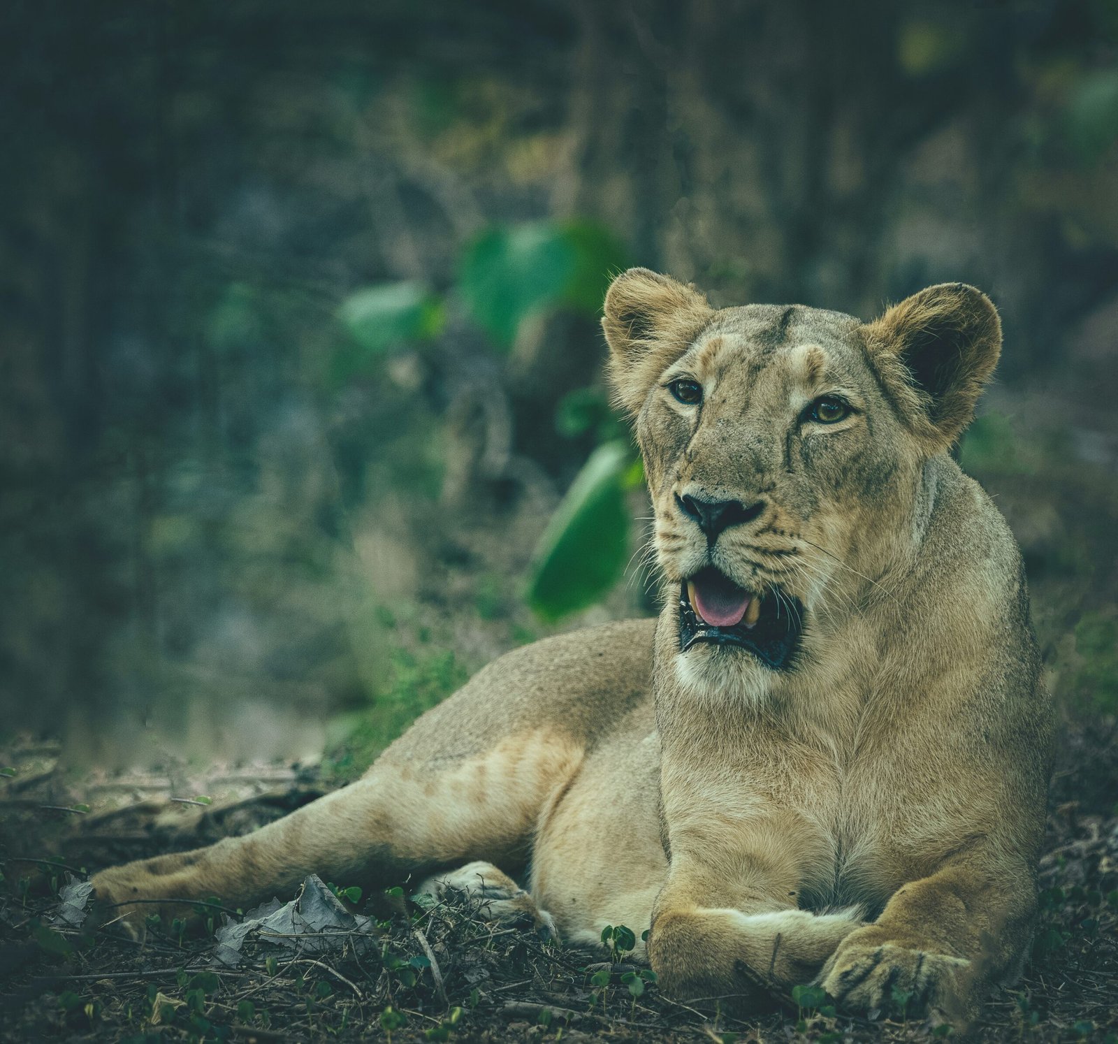 Sasan Gir cab transfer service by Aadesh Cab Service